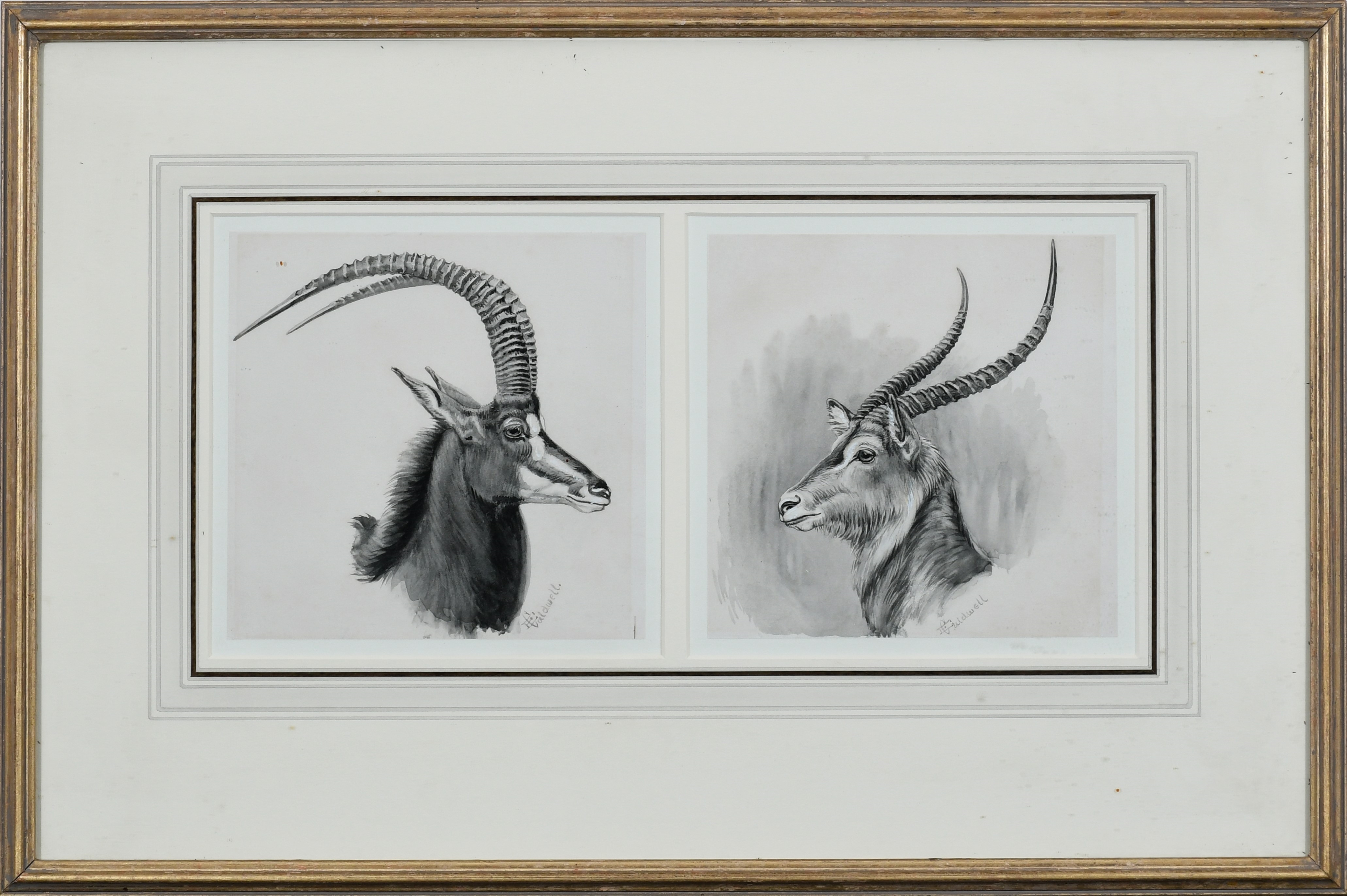 Edmund Caldwell | Study of a sable; Study of a waterbuck | MutualArt