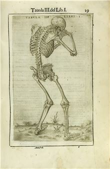 Anatomy - Lucantonio Giunti