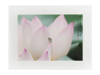 Butterfly Love Flower - Ge Xiao