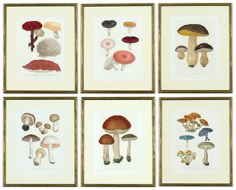 JOSEPH ROQUES, Mushrooms - Joseph Roques