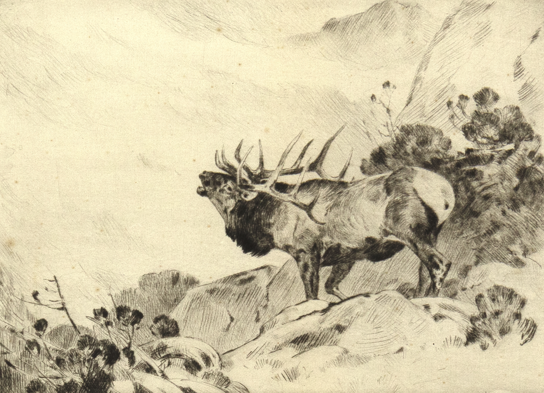 Carl Clemens Moritz Rungius | Carl Rungius (1869-1959), The Challenge ...
