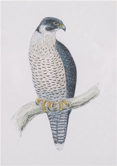 Peregrine by Francis Orpen Morris, 1870
