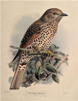 colored lithograph comes from Henry Dresser's A Monograph of the Coraciidae, or Family of the Rollers - John Gerrard