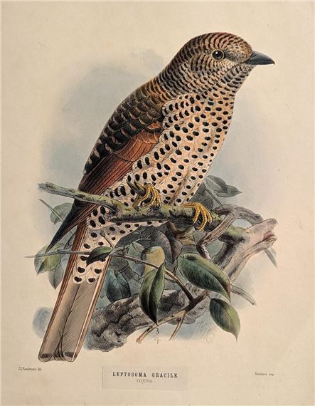 colored lithograph comes from Henry Dresser's A Monograph of the Coraciidae, or Family of the Rollers - John Gerrard