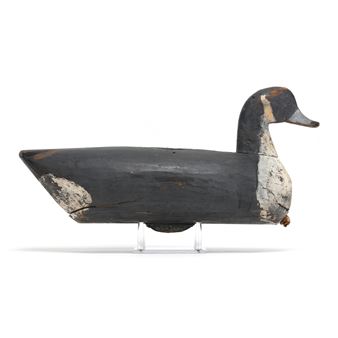 Pintail - Marvin Midgett