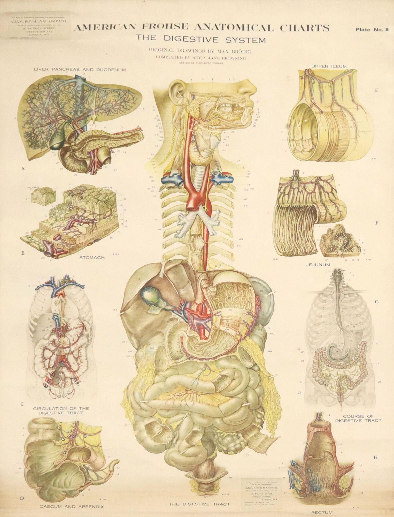 Max Brodel | American Frohse Anatomical Charts | MutualArt
