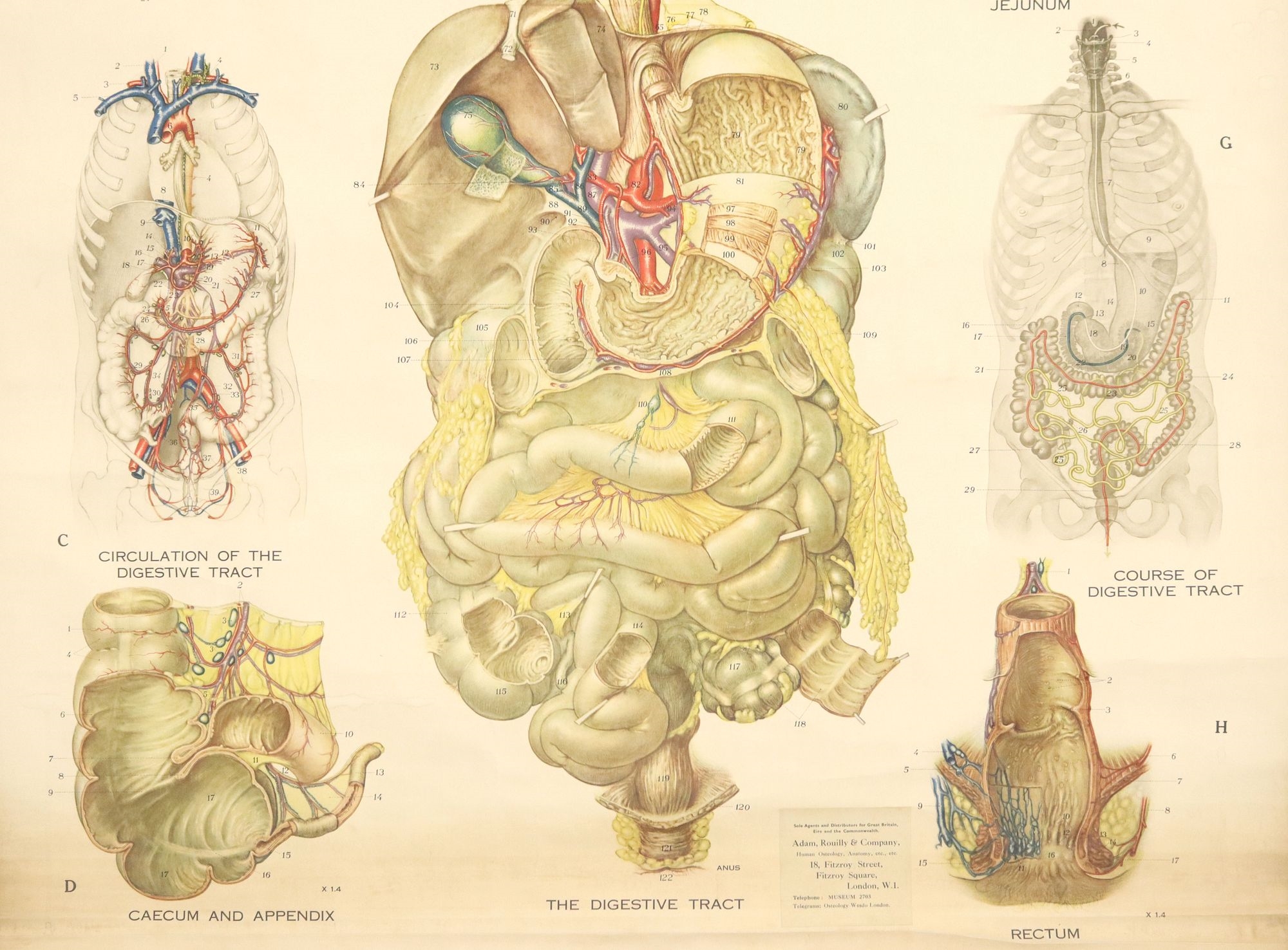 Max Brodel | American Frohse Anatomical Charts | MutualArt