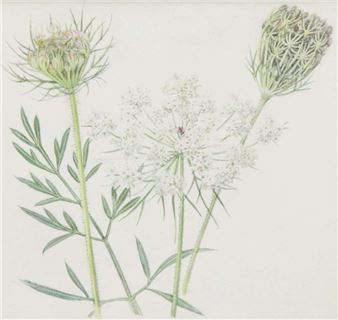 Wild flowers at a glance - Dorothy Fitchew