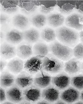 Sammy Hawker: Conversations with bees - Goulburn Regional Art Gallery