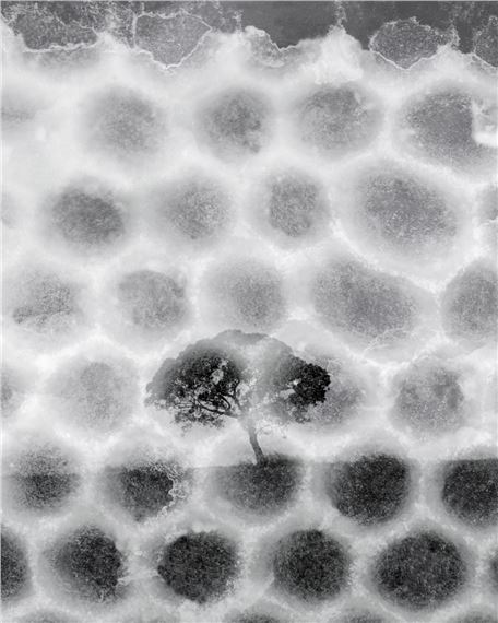 Sammy Hawker: Conversations with bees - Goulburn Regional Art Gallery