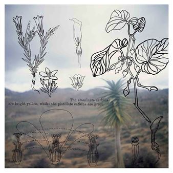 BESONDERSE PLANTE VIR ELKE SEISOEN (2003) - Lien Botha