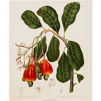 Anacardium Occidentale (cashew or kasoy - Berthe Holla van Nooten