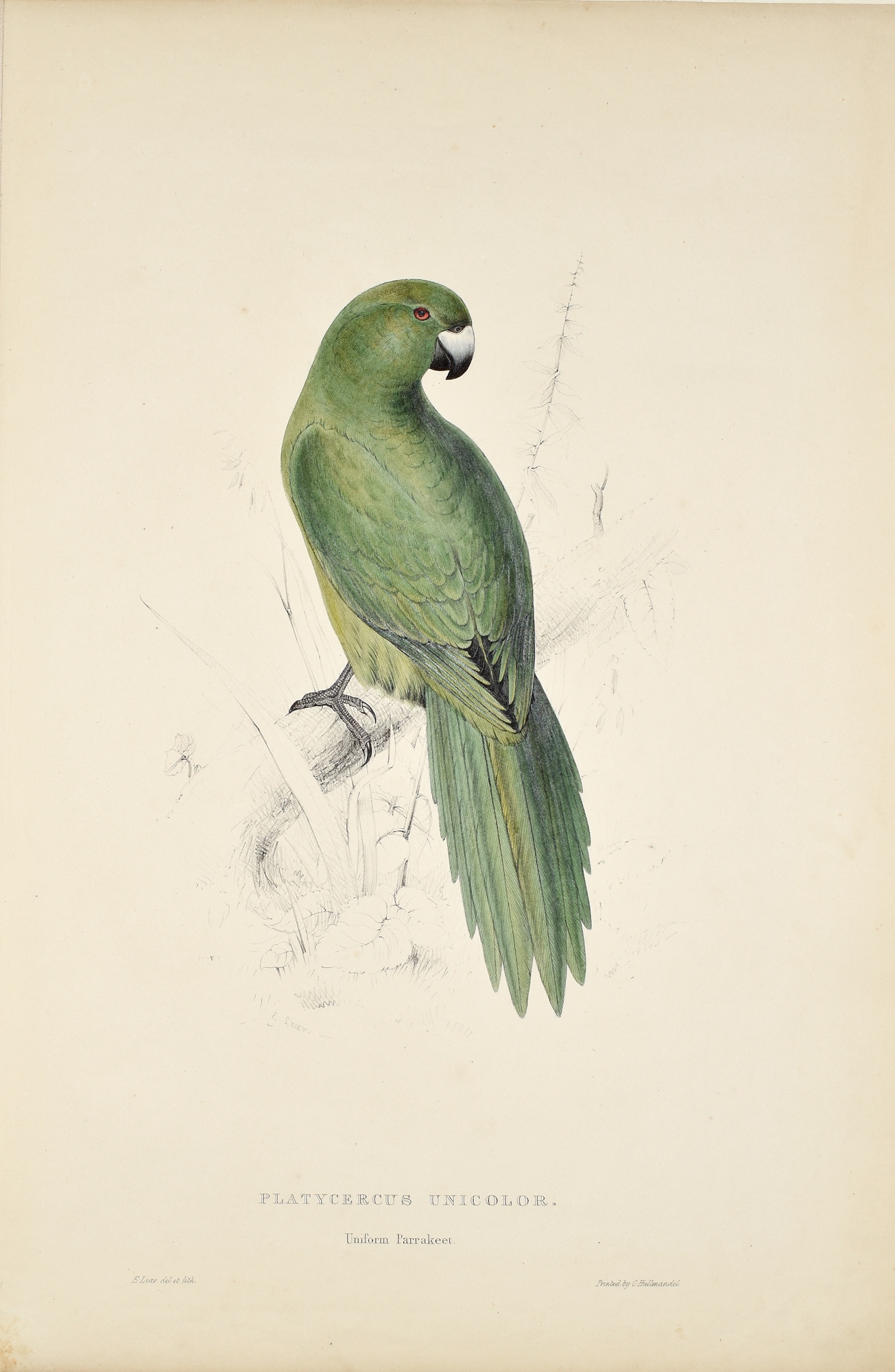 Edward Lear | Edward Lear Lithographs of Parakeets | MutualArt