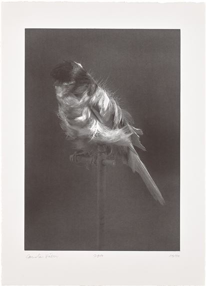 Black Canary by Carsten Höller, 2010