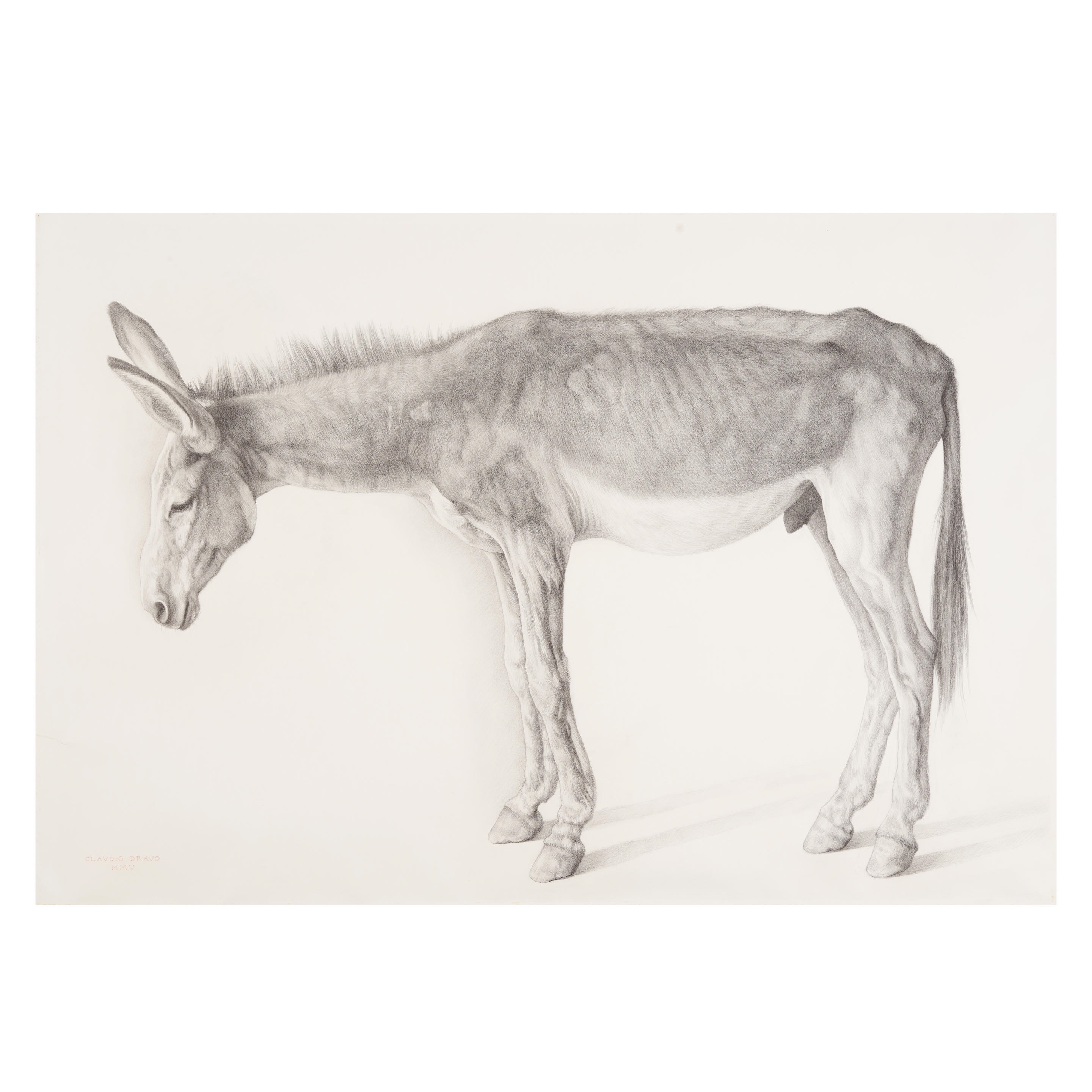 Artwork by Claudio Bravo, Burro Viejo , 2005, Made of graphite on paper