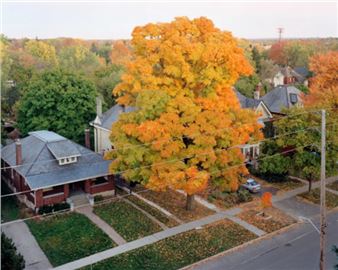 Scott Conarroe: About Trees - Stephen Bulger Gallery