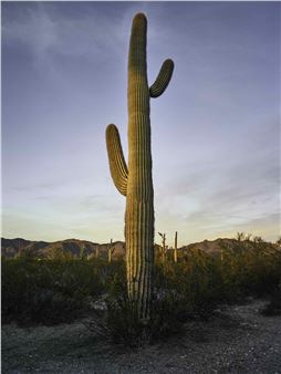 Mark Klett: Saguaros - Etherton Gallery