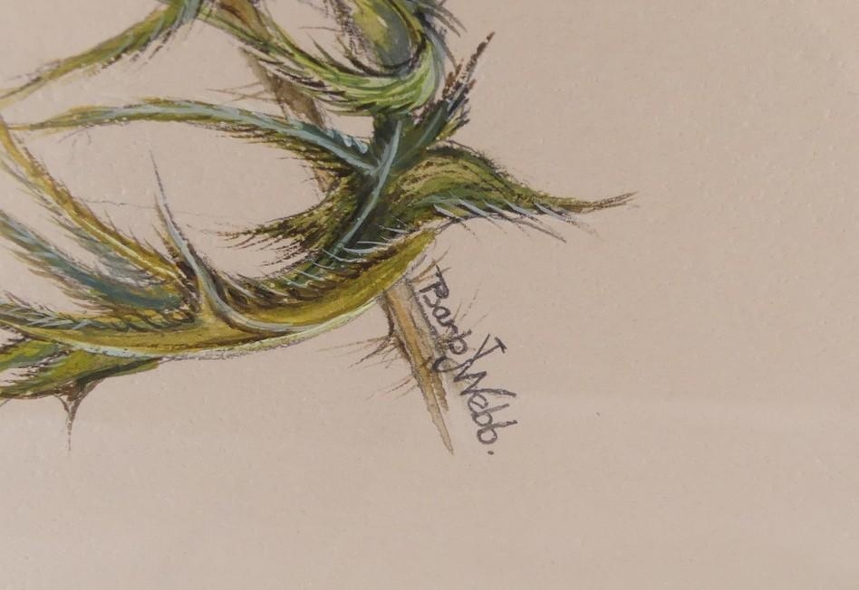 Barb Webb | Mixed media botanical drawing on paper | MutualArt
