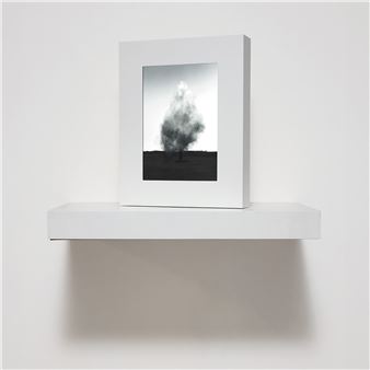 Smoke Tree IV - John Gerrard