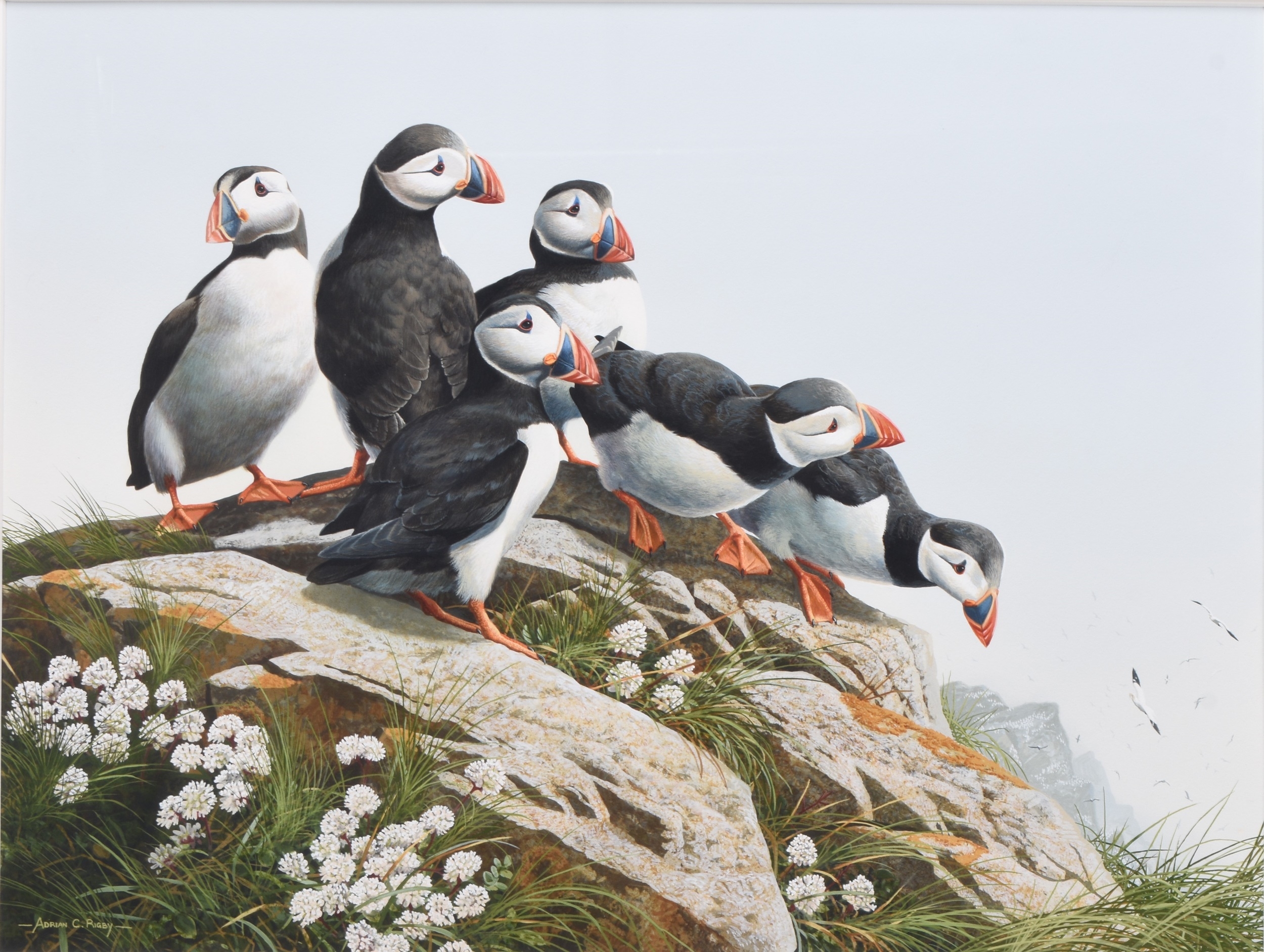 Adrian Rigby | Adrian Rigby (b.1962) A Colony of Puffins on a Rocky ...