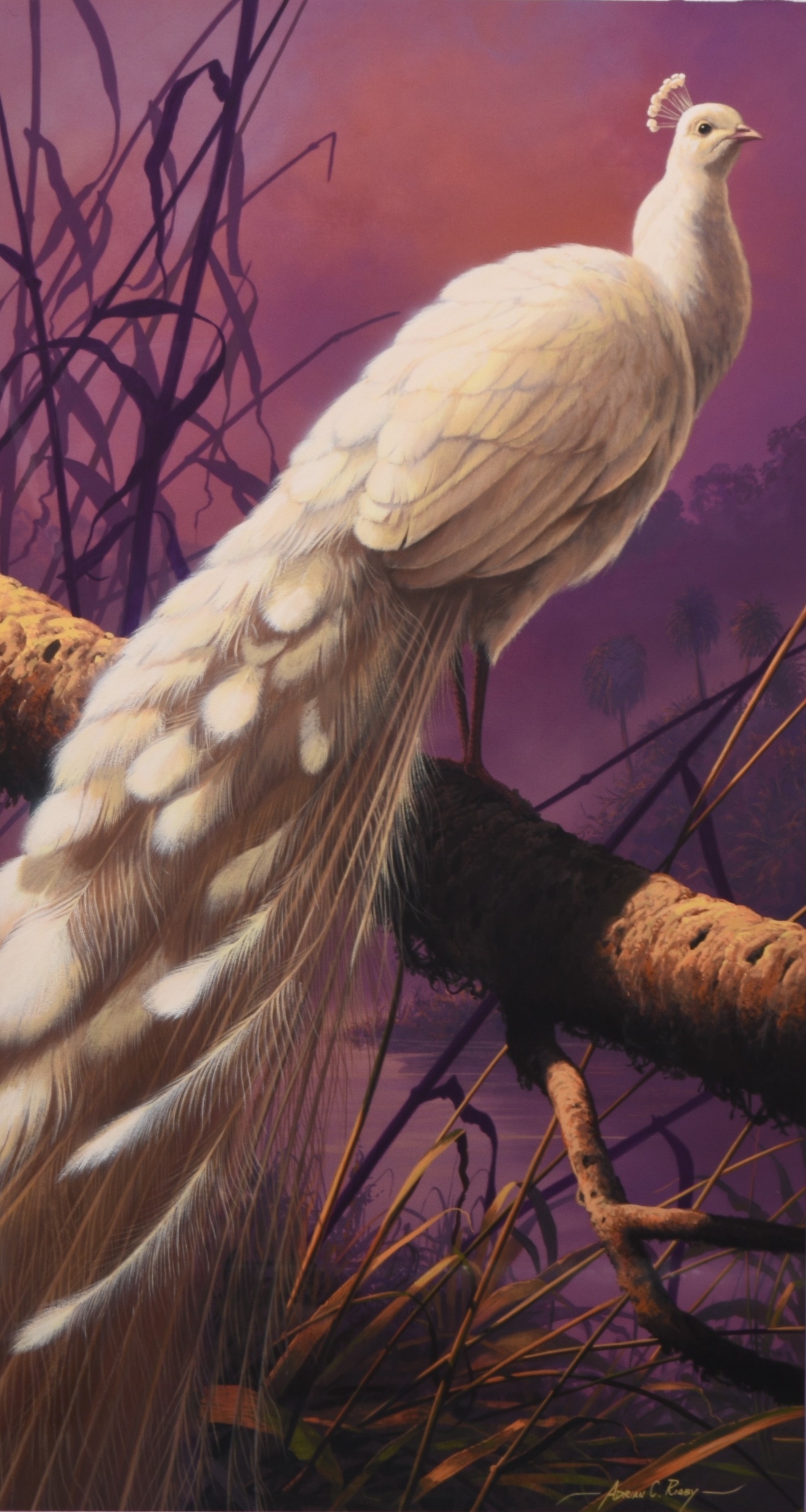Adrian Rigby | Adrian Rigby (b.1962) Peacock, 'White Majesty | MutualArt