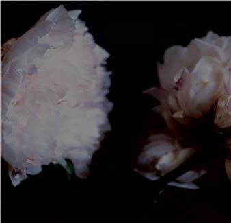 Craigie Horsfield - Galerie Nadja Vilenne
