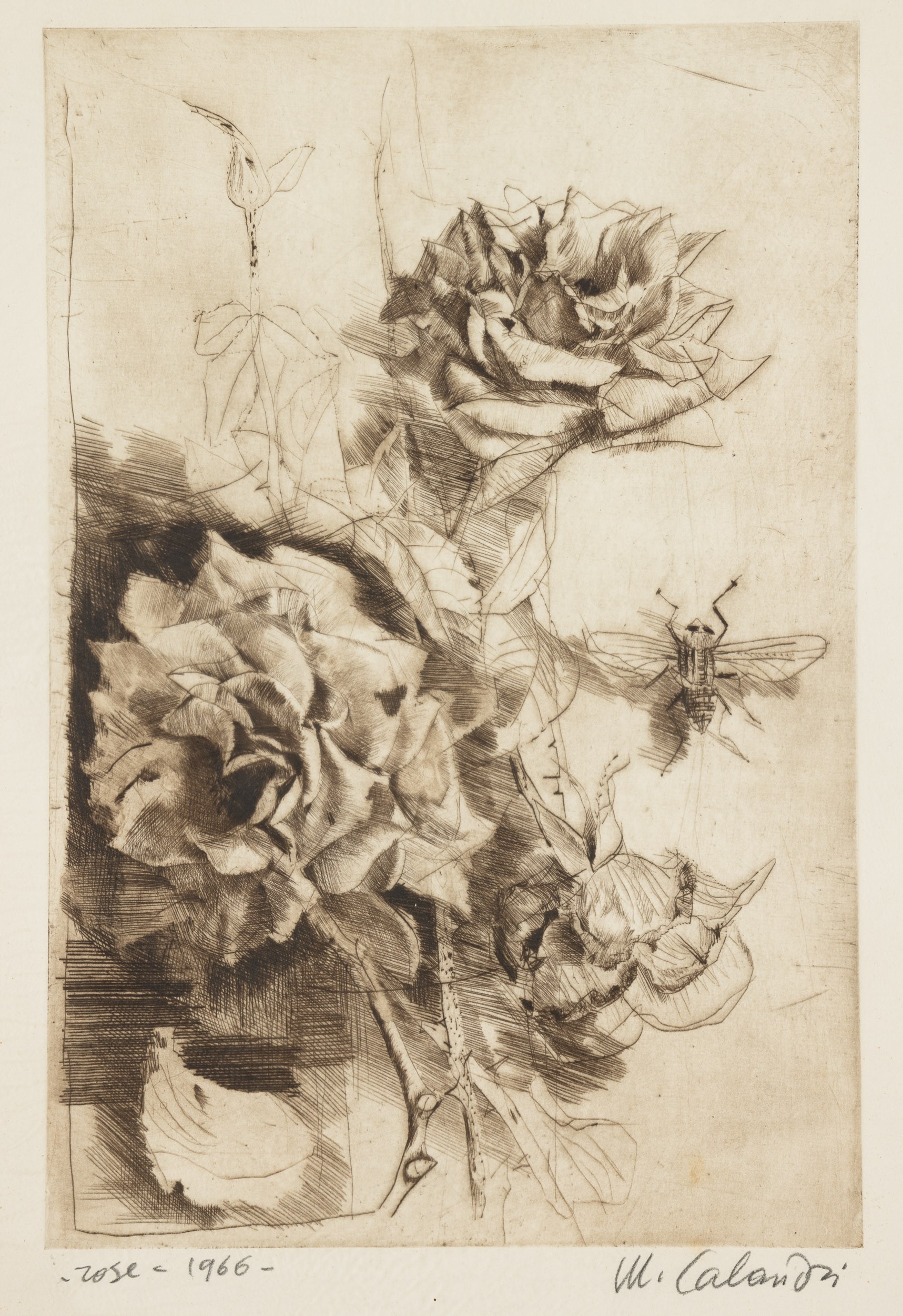 Mario Calandri | Rose, 1966 (1966) | MutualArt