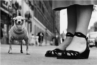 Elliott Erwitt: Dogs - Robert Koch Gallery
