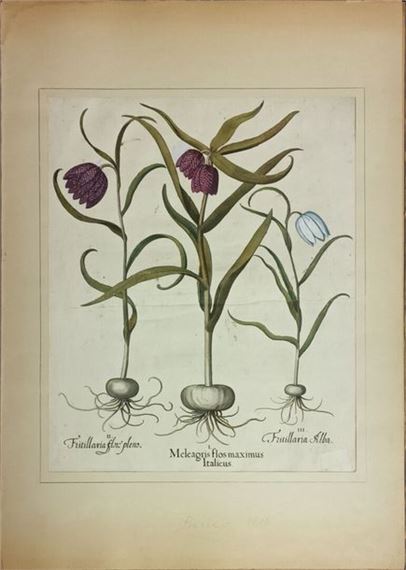 Meleagris flos maximus Italicus by Basilius Besler, 1613