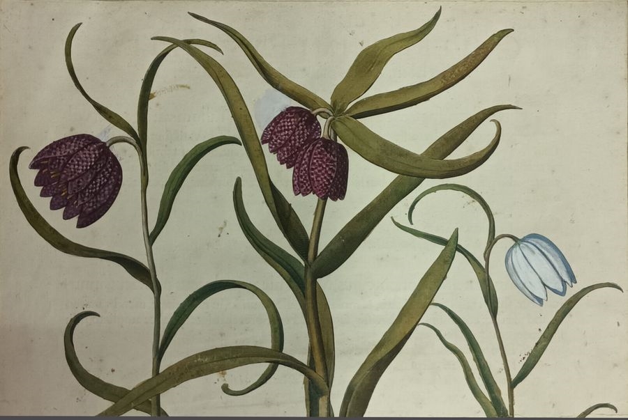 Artwork by Basilius Besler, Meleagris flos maximus Italicus, Made of Aquarelle