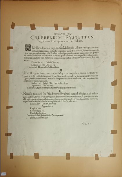 Artwork by Basilius Besler, Meleagris flos maximus Italicus, Made of Aquarelle