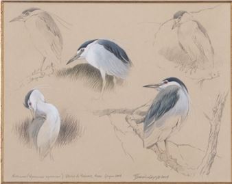 'Night Heron Studies' watercolour and pencil on paper - Federico Gemma