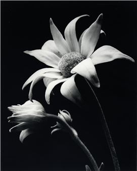 Flower - Gary Heery