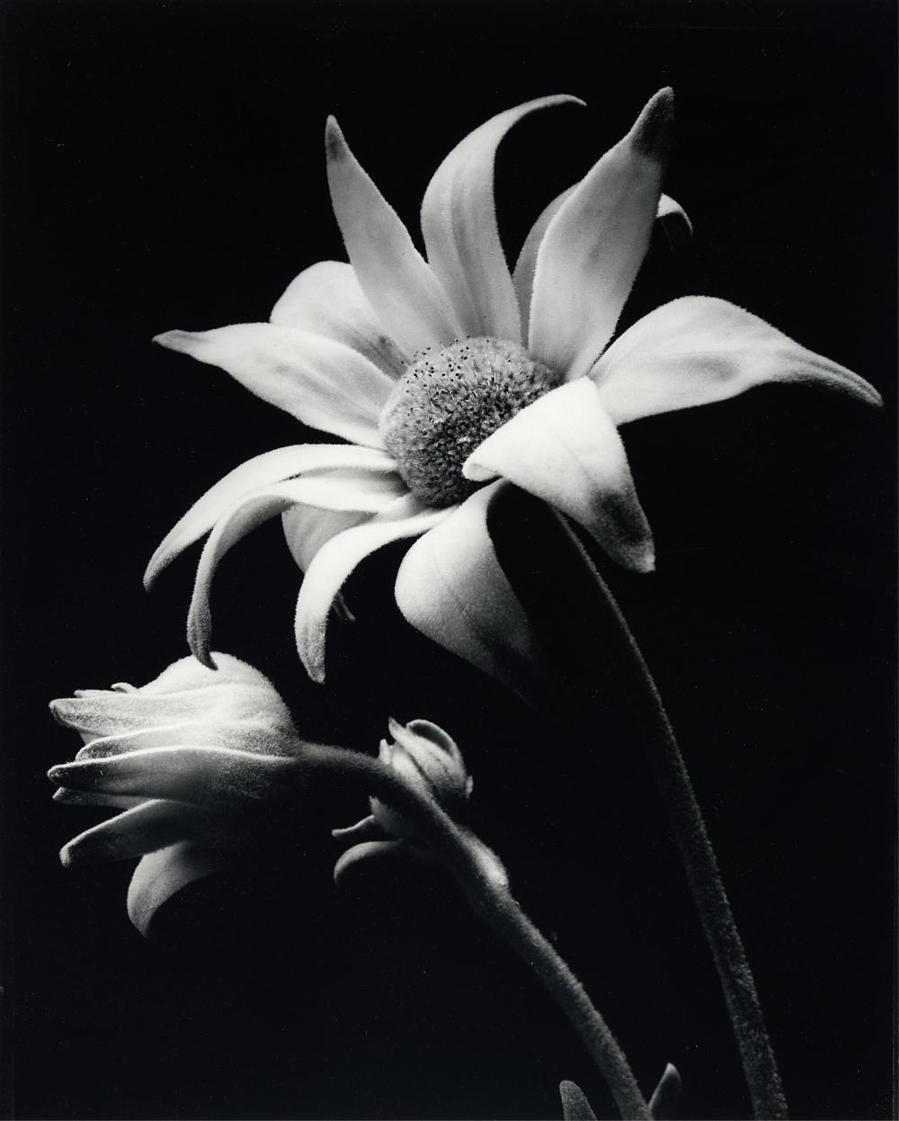 Artwork by Gary Heery, Flower, Made of photographic print