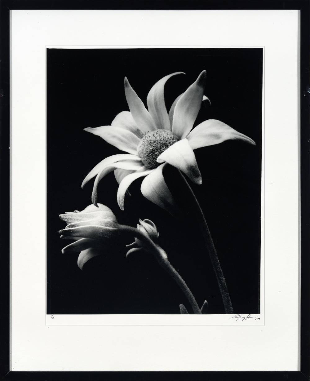 Artwork by Gary Heery, Flower, Made of photographic print