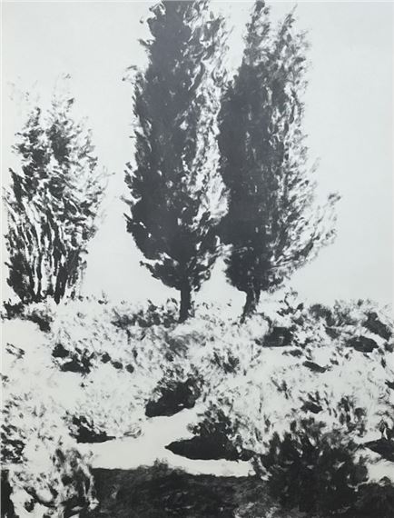 Cypress trees in the landscape