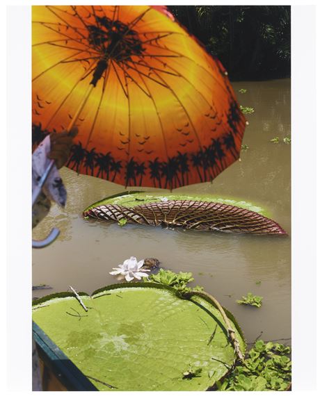 Leaf for Architects by Wolfgang Tillmans, Executed in 2013