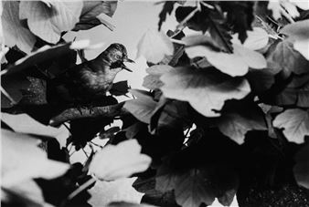 Sesto continente , 1995 - Alessandra Spranzi