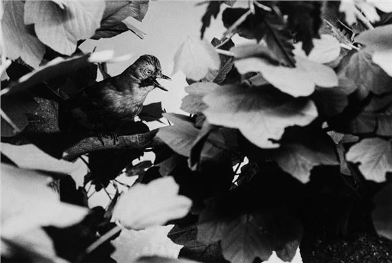 Sesto continente , 1995 - Alessandra Spranzi