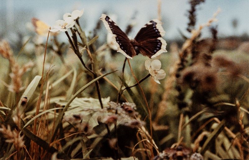 Artwork by Alessandra Spranzi, Sesto Continente , 1995, Made of Inkjet print, mounted on aluminum