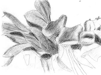 Alex Katz: Flower Journals - Thaddaeus Ropac, Salzburg (Villa Kast)