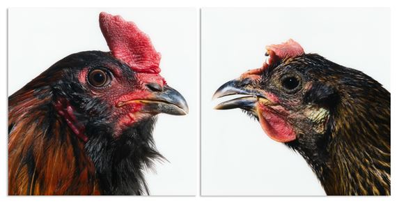 Mechelse Auracana (M) x Denizli Longcrower (F) (2007 by Koen Vanmechelen, 2007