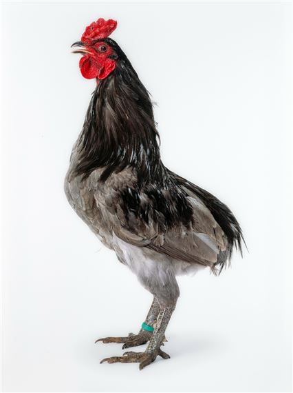 Mechelse Longcrower (2008 by Koen Vanmechelen, 2008