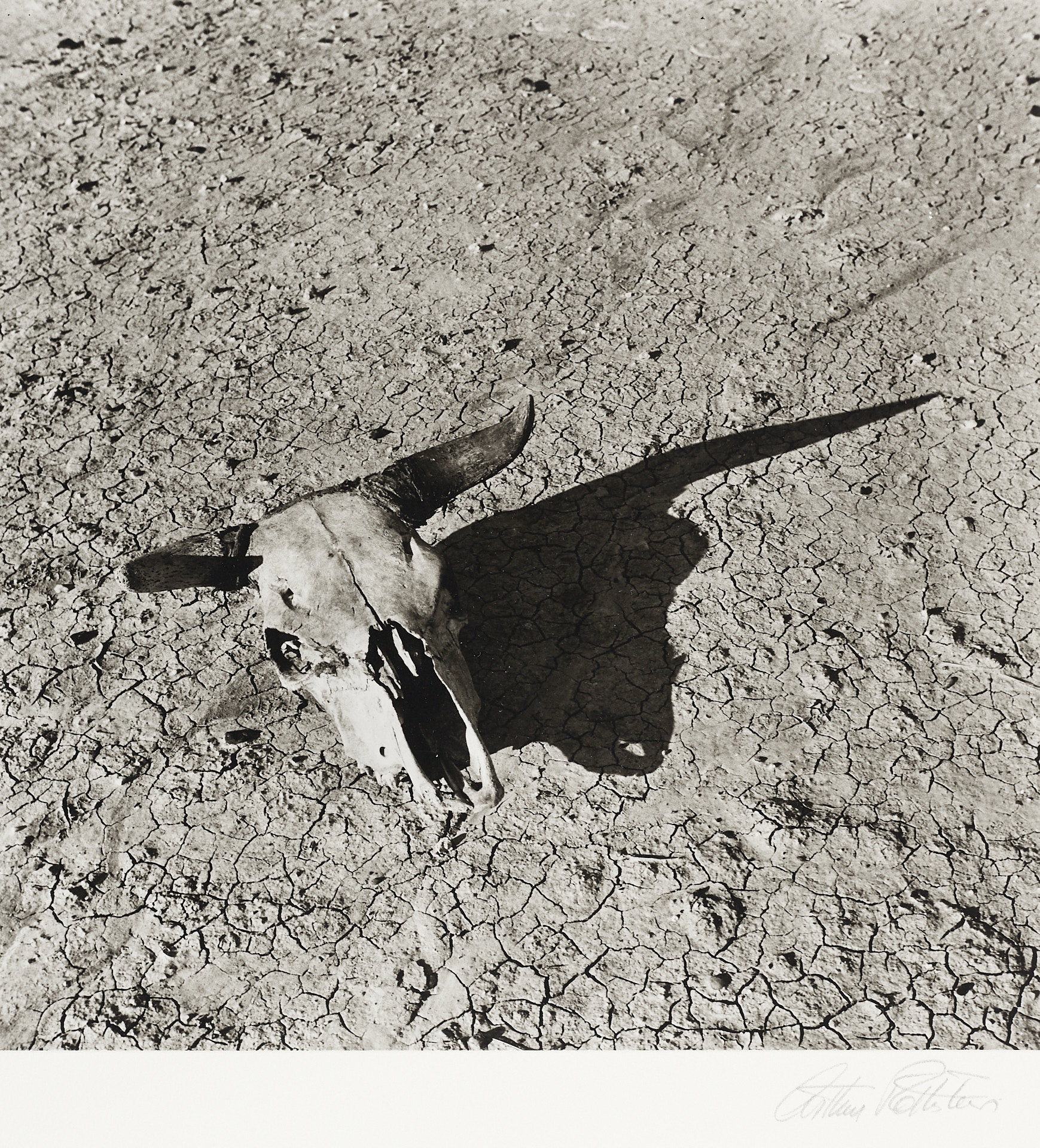 Arthur Rothstein | - Skull Bad Lands | MutualArt