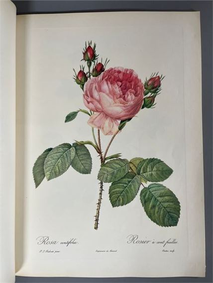 Pierre-Joseph Redoute | Pierre-Joseph REDOUTE (1954) | MutualArt