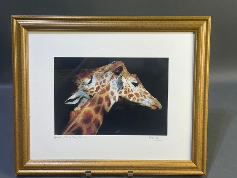 Artwork by Peter Tomlinson, Peter Tomlinson. Photograph. Giraffes, Paris Zoo, France