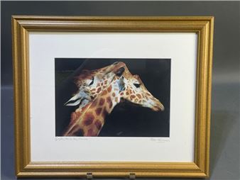 Peter Tomlinson. Photograph. Giraffes, Paris Zoo, France - Peter Tomlinson