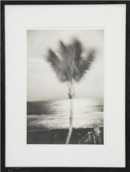 Joan Liftin "Palm Tree..." Photograph - Joan Liftin