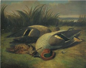 Widgeon and Teal - A. Mold