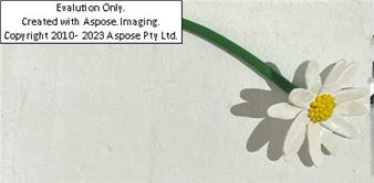 Thomas Stimm (geb. Vorau 1964), Blume, 2021 - Thomas Stimm